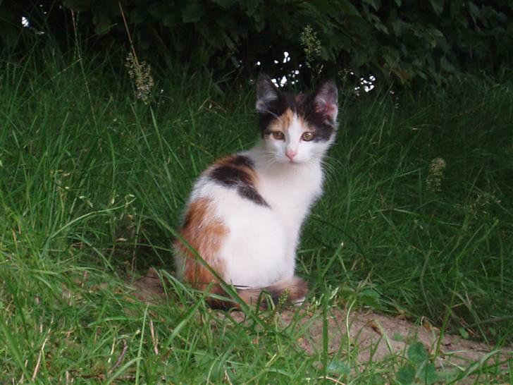 Missekatte billede 6