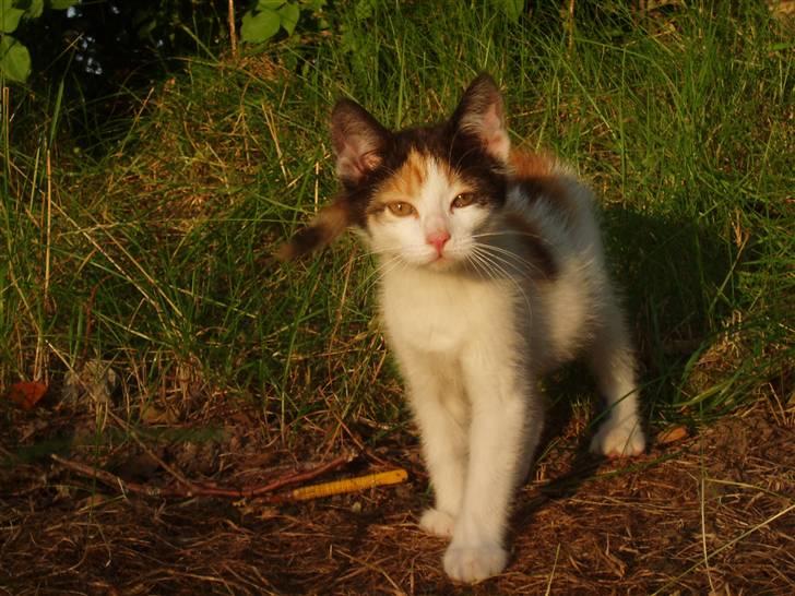 Missekatte - Fået nyt hjem billede 7