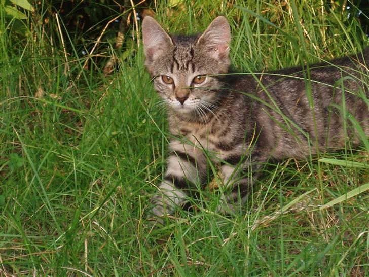 Missekatte - Lillesøster billede 8