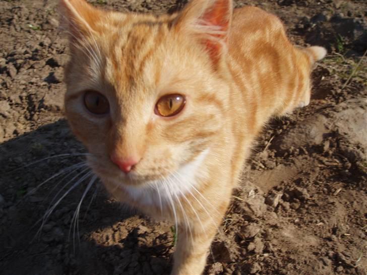 Missekatte - Lille Nugga. R.I.P billede 9