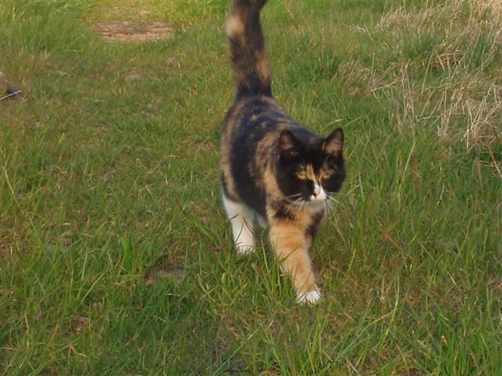 Missekatte - Lille Ditte billede 10