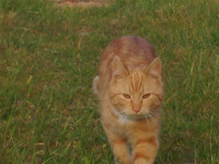 Missekatte - Nugga billede 11