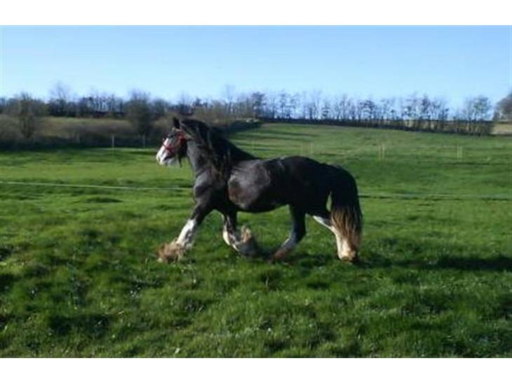 {{currentPhoto.altText}} billede {{currentPhoto.number}}