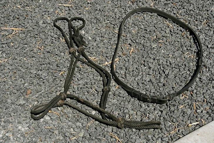 Mit udstyr - Rebgrime og en halv tøjle, som jeg bruger til Cordeo billede 55