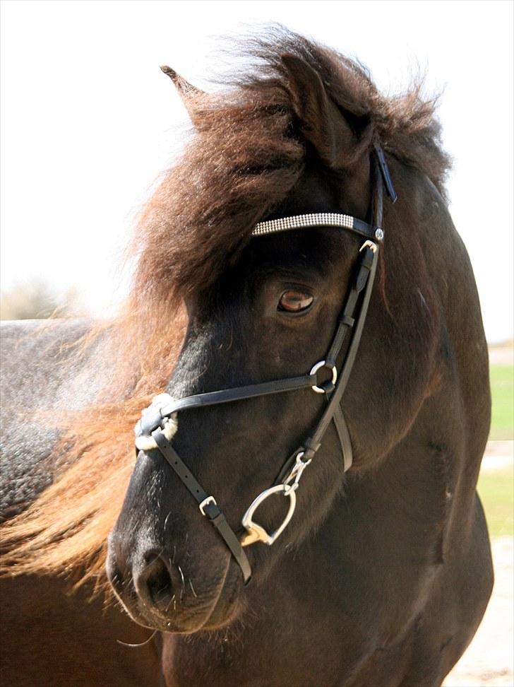 Mit udstyr - Hverdags sammensatte hovedtøj:

Claridge House buet pandebånd - 
Claridge House krydsnæsebånd - 
Fákur nakkestykke m/karabin - 
Sprenger Dynamic RS bid billede 21