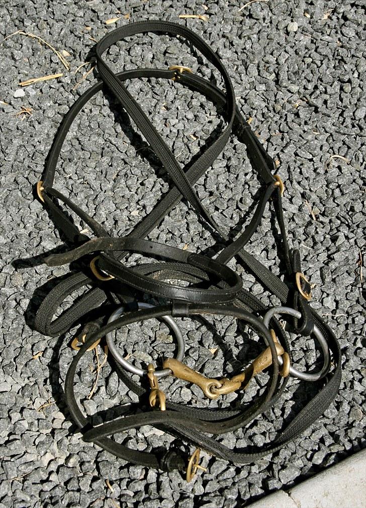 Mit udstyr - Hverdags trense - 
Jacson trense, næsebånd er justerbar på sidestykker - 
Fákur grib tøjle - 
Sprenger KK-Ultra Aurigan bid billede 54