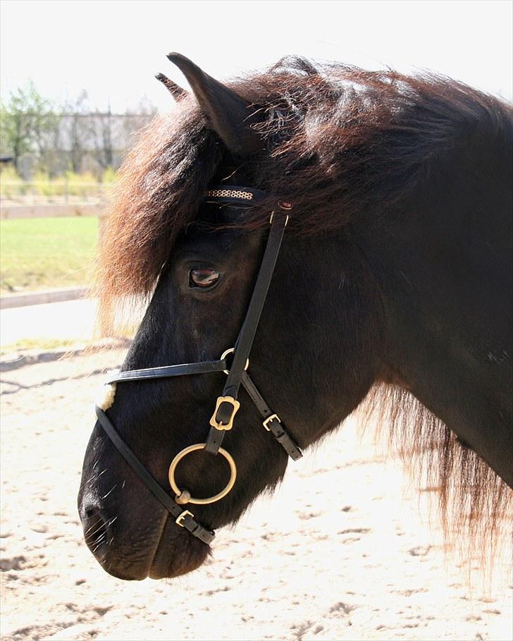 Mit udstyr - Hverdags sammensatte hovedtøj:

HKM pandebånd - 
Mexicansk krydsnæsebånd med messing spænder - 
Waldhausen nakkestykke med messing spænder - 
Sprenger KK-Ultra Aurigan bid billede 23