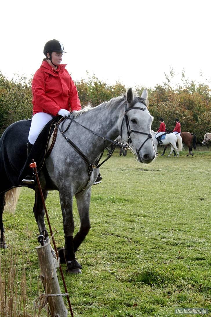 Jagt billeder - Disse billeder er fra Hubertus jagten i Midtjysk Jagt Rideklub 2009. billede 1
