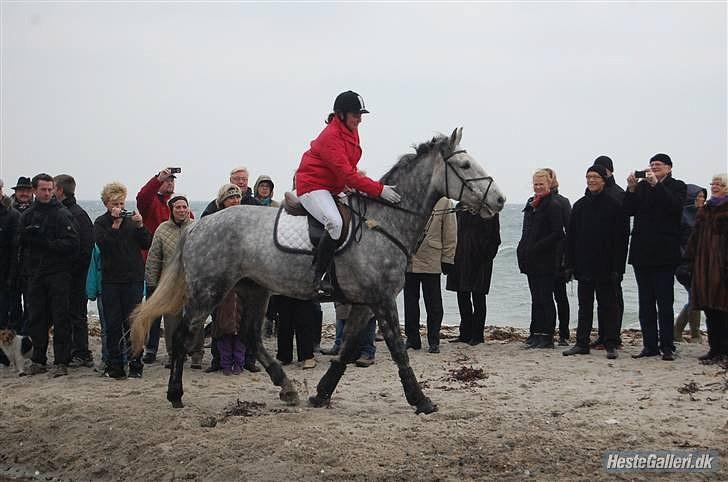 Jagt billeder - Fra Hubertus jagten I moesgaard 2009 billede 11
