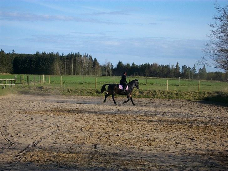 Udendørs ridning billede 13