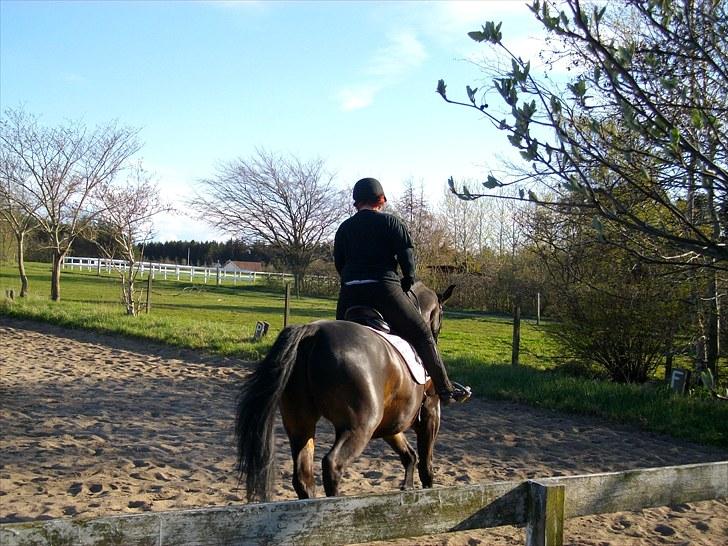 Udendørs ridning billede 19
