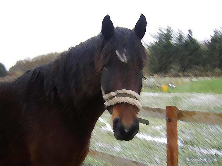 Manipulerede billeder - Lavet for: Jessica *Abby Søger part* P billede 15