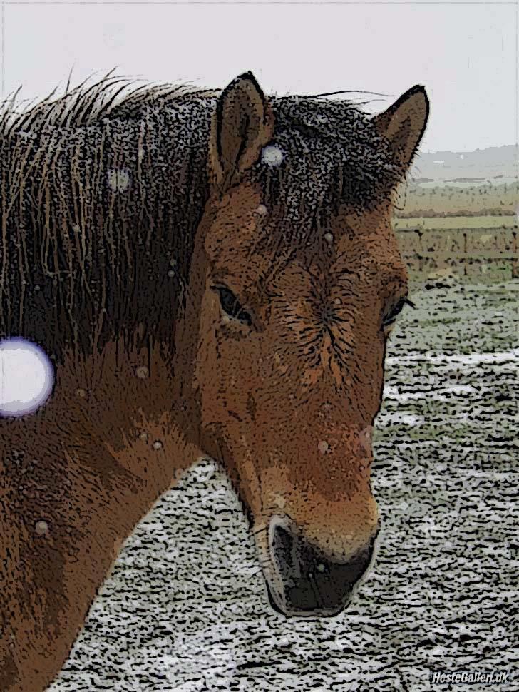 Manipulerede billeder - Lavet for: Jessica *Abby Søger part* P billede 17