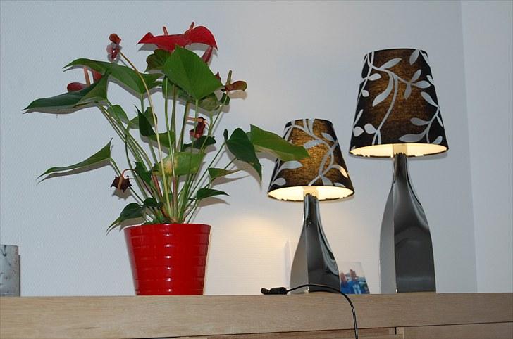 Jeanett & Michala går amok ! ;D  - Foto: Michala billede 6