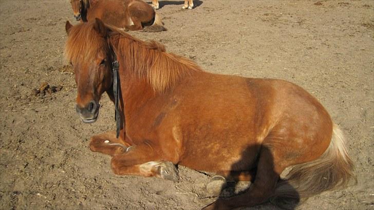 Alle heste på skole:D - Mani <33 billede 1