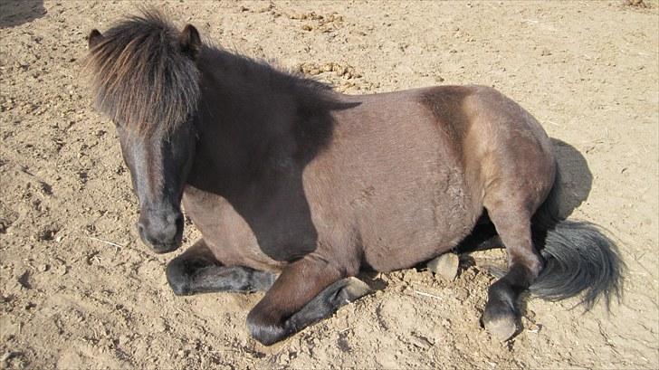 Alle heste på skole:D - Nanna <33 billede 2