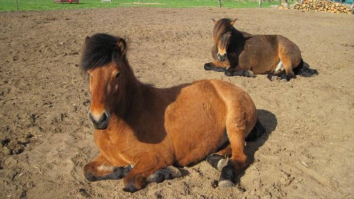 Alle heste på skole:D - Balud<33 og stebbie <33 billede 3