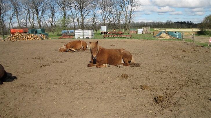 Alle heste på skole:D - Drifa<33 og Odin <33 billede 4