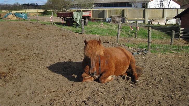 Alle heste på skole:D - Nani <33 billede 5