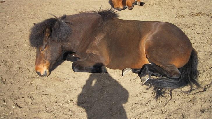 Alle heste på skole:D - Hekla<33 billede 6