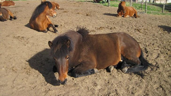 Alle heste på skole:D - Igen hekla <33 billede 7