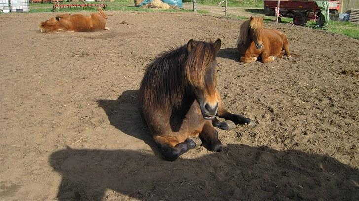 Alle heste på skole:D - Stebbie<33 billede 8