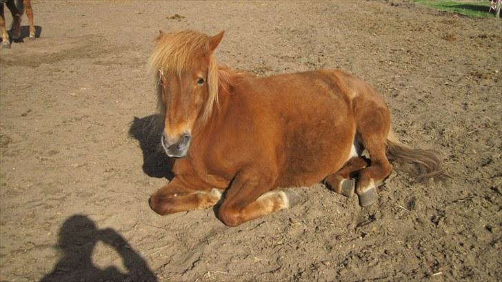Alle heste på skole:D - Igen drifa <33 billede 9