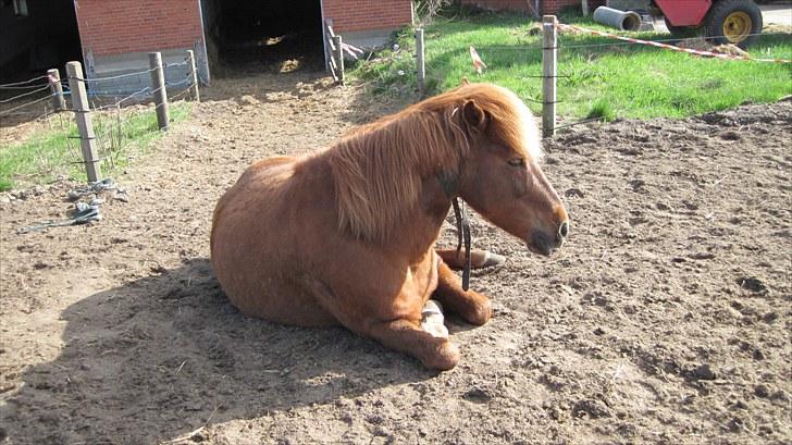 Alle heste på skole:D - Igen mani<33 billede 10