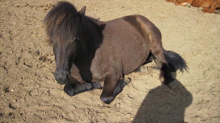 Alle heste på skole:D - Igen lille Nanna <33 billede 11