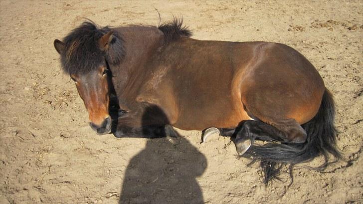 Alle heste på skole:D - Igen Hekla<33 billede 12