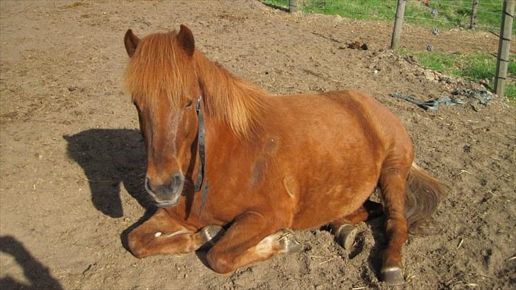 Alle heste på skole:D - Igen Mani<33 billede 13