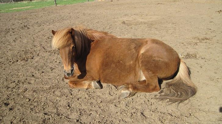 Alle heste på skole:D - Igen drifa <33 billede 14