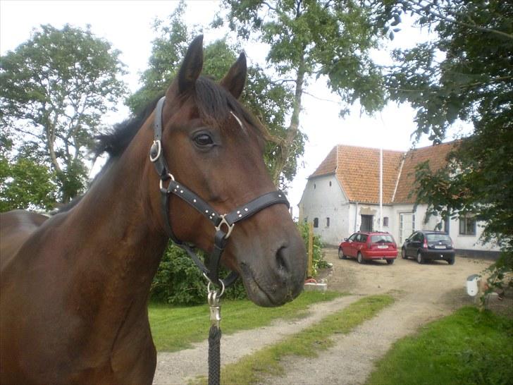 Gamle billeder af prinsen Flint <3 - Flint på vej til Rens Ungdomsskole :) billede 3