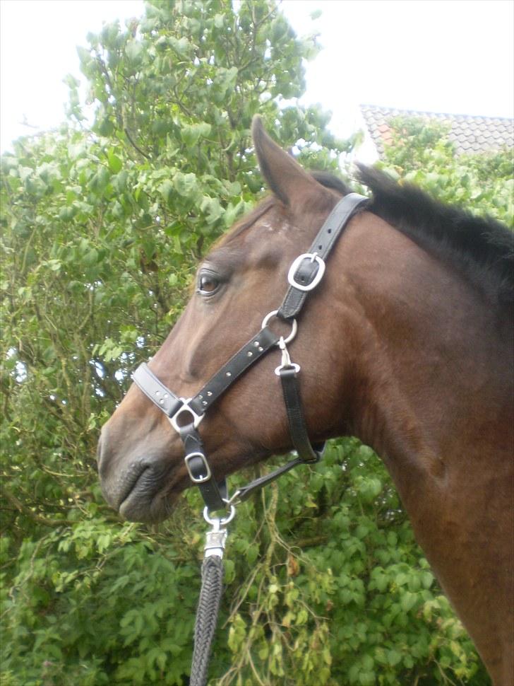 Gamle billeder af prinsen Flint <3 - Flint på vej til Rens Ungdomsskole :) billede 4