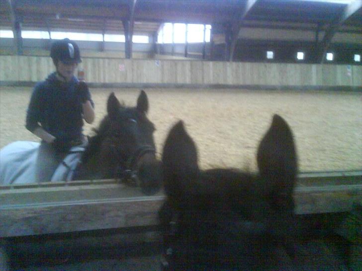 Gamle billeder af prinsen Flint <3 - Flint på Mønterhøj rideskole :) billede 5