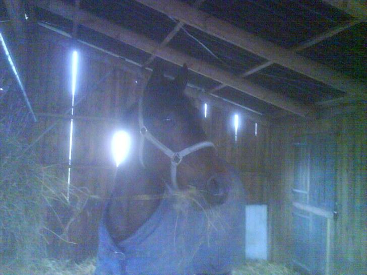 Gamle billeder af prinsen Flint <3 - Fra da Flint stod opstaldet på Åbæk efterskole :) billede 6