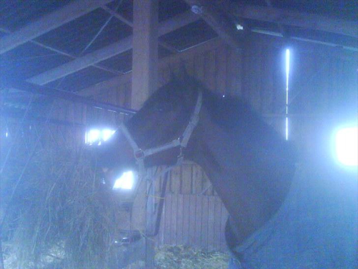 Gamle billeder af prinsen Flint <3 - Fra da Flint stod opstaldet på Åbæk efterskole :) billede 7