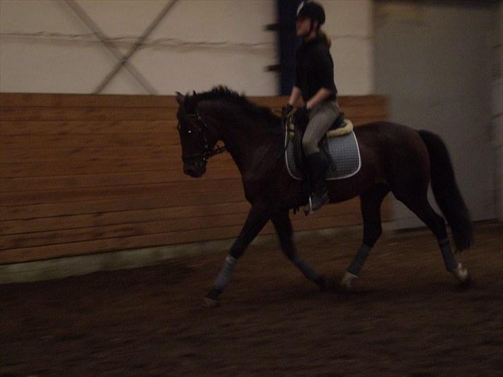 Gamle billeder af prinsen Flint <3 - Dressur på Rens Ungdomsskole :) billede 12