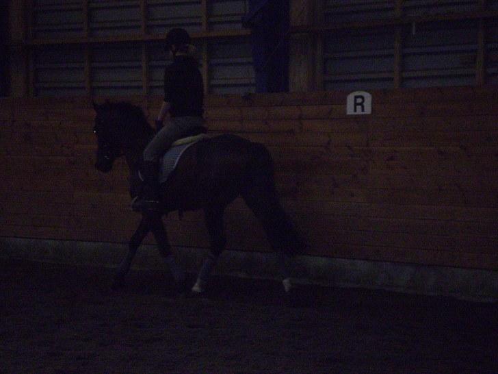 Gamle billeder af prinsen Flint <3 - Dressur på Rens Ungdomsskole :) billede 1