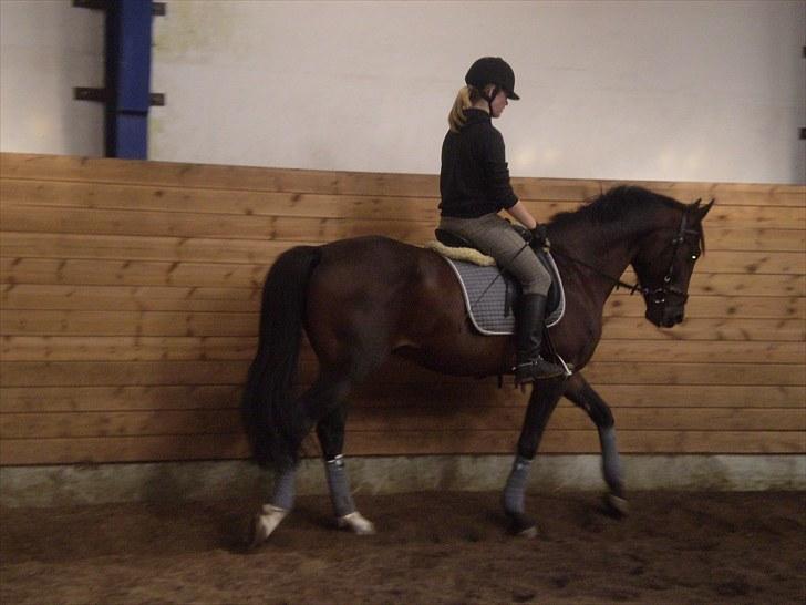 Gamle billeder af prinsen Flint <3 - Dressur på Rens Ungdomsskole :) billede 13