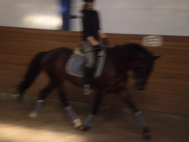 Gamle billeder af prinsen Flint <3 - Dressur på Rens Ungdomsskole :) billede 14