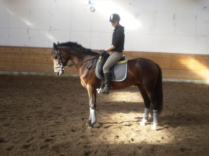 Gamle billeder af prinsen Flint <3 - Dressur på Rens Ungdomsskole :) billede 15