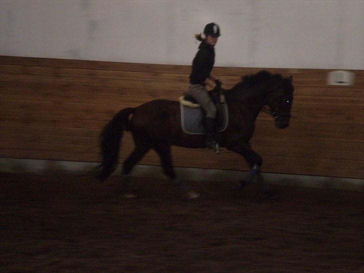 Gamle billeder af prinsen Flint <3 - Dressur på Rens Ungdomsskole :) billede 16