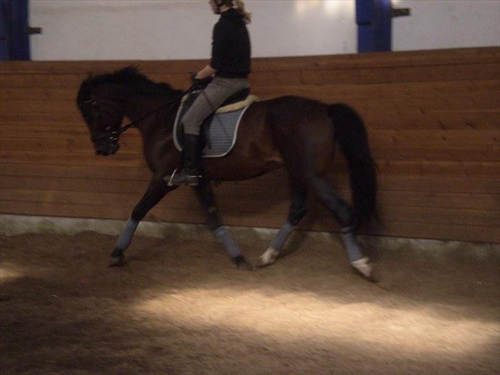 Gamle billeder af prinsen Flint <3 - Dressur på Rens Ungdomsskole :) billede 17