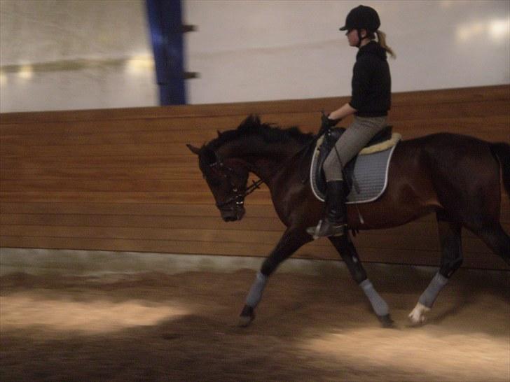 Gamle billeder af prinsen Flint <3 - Dressur på Rens Ungdomsskole :) billede 18