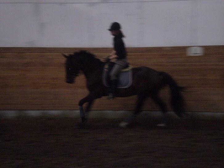 Gamle billeder af prinsen Flint <3 - Dressur på Rens Ungdomsskole :) billede 19