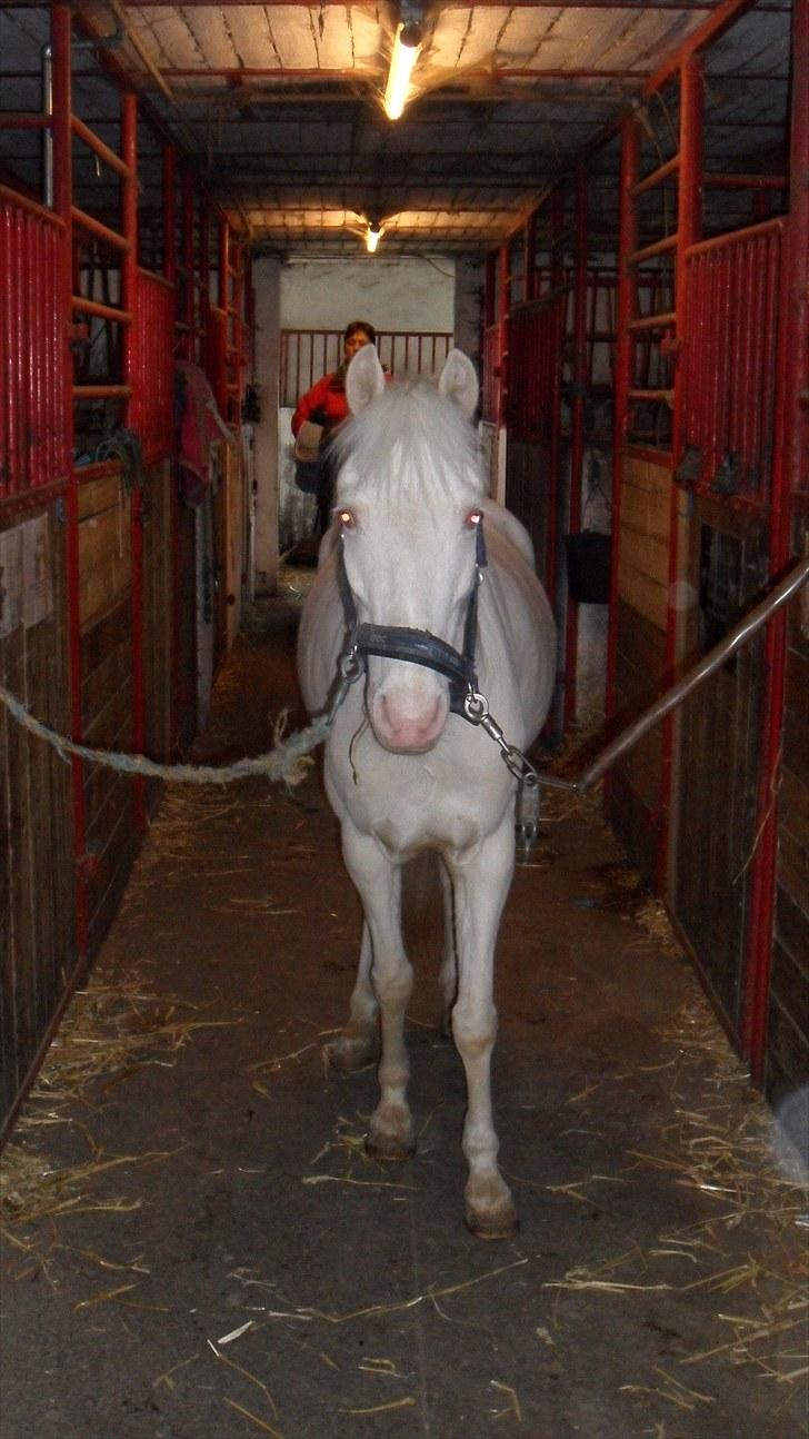 Anna Vestergaard :D <3 billede 5