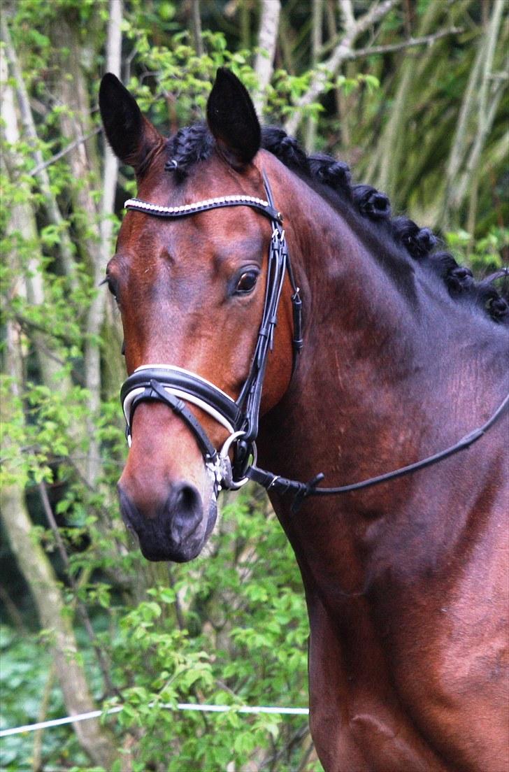 Stævne i Hylke rideklub billede 7