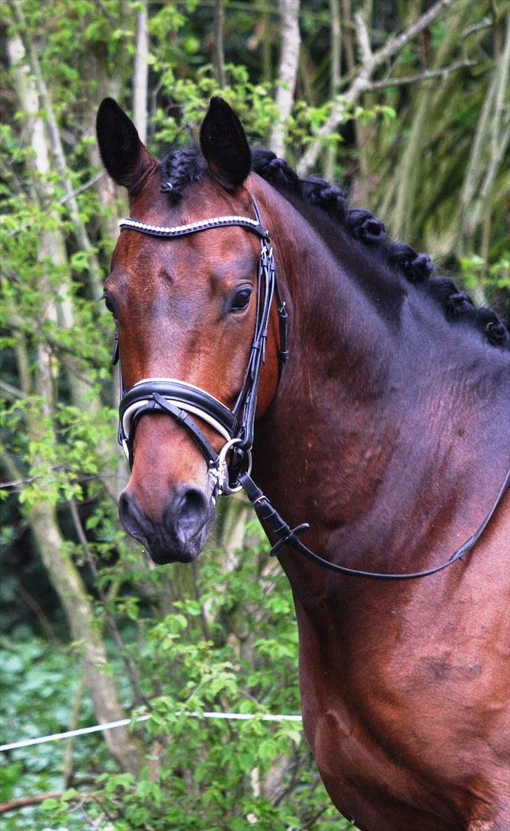 Stævne i Hylke rideklub billede 8