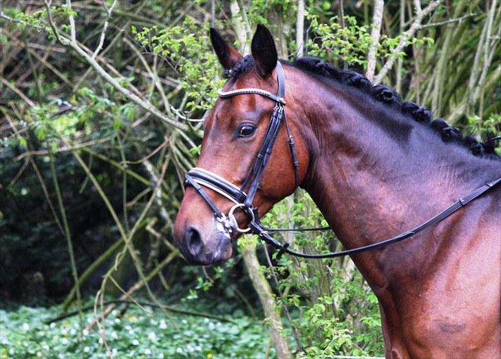 Stævne i Hylke rideklub billede 9